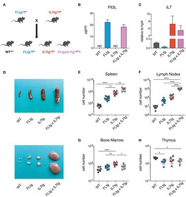 Accumulation of Multipotent Hematopoietic Progenitors in Peripheral Lymphoid Organs of Mice Over-expressing Interleukin-7 and Flt3-Ligand